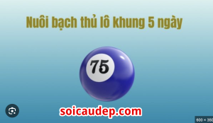 Nuôi lô bạch thủ khung 5 ngày hiệu quả